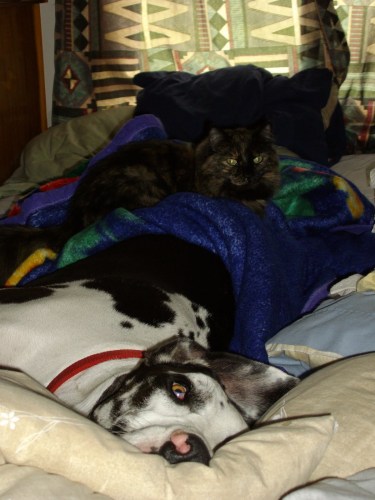 Here is a prime example of Fiona perching on Piper the Great Dane. This was not a one time occurrence.