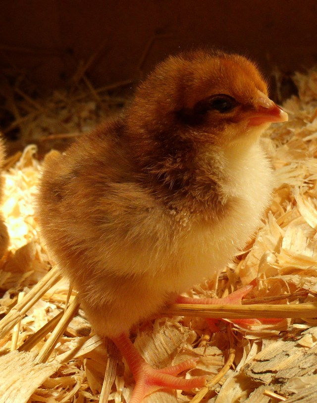 GEDSC DIGITAL CAMERA