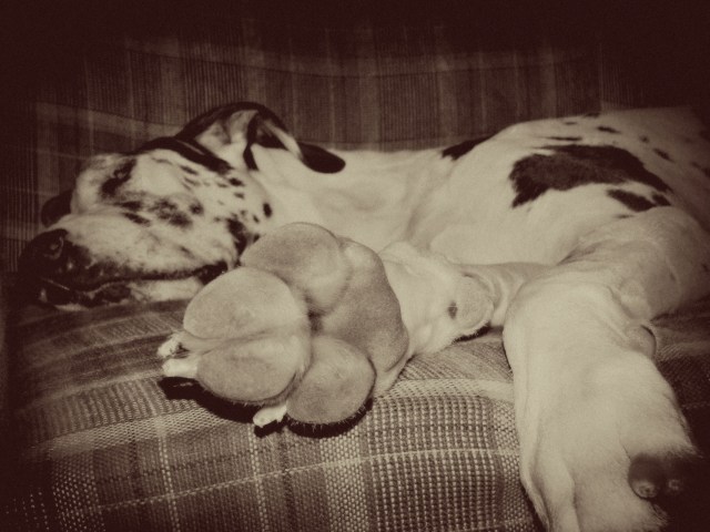 GEDSC DIGITAL CAMERA