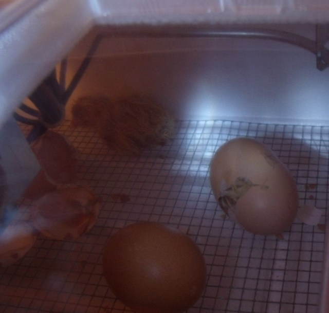 GEDSC DIGITAL CAMERA