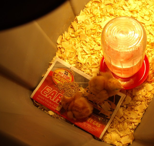 GEDSC DIGITAL CAMERA