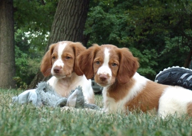 Trip and Sunday puppies