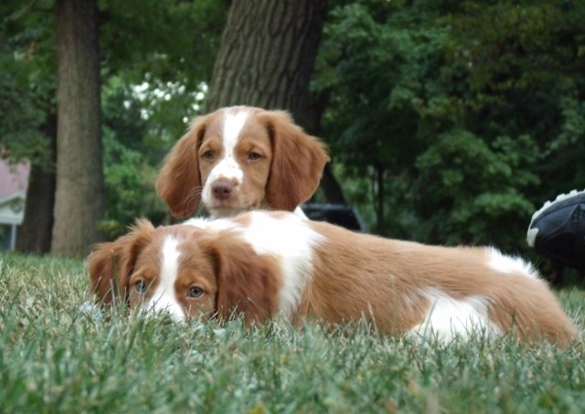 Trip and Sunday puppies