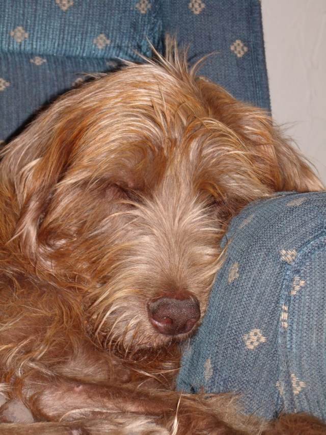 GEDSC DIGITAL CAMERA