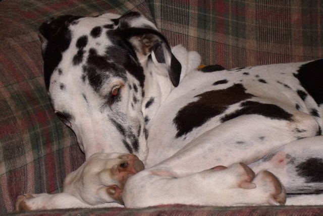 GEDSC DIGITAL CAMERA