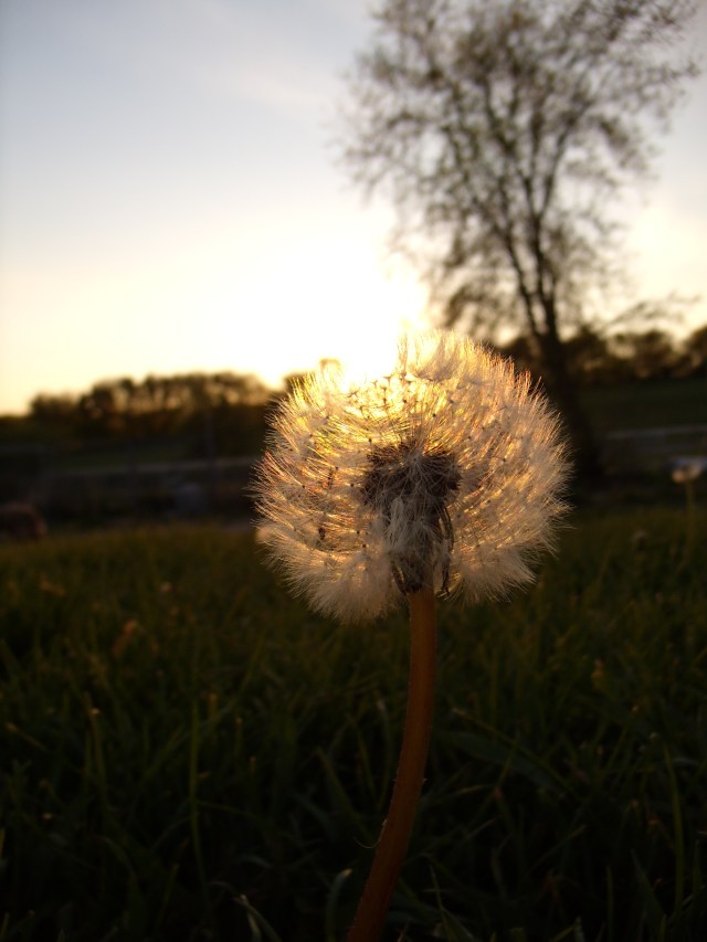 GEDSC DIGITAL CAMERA