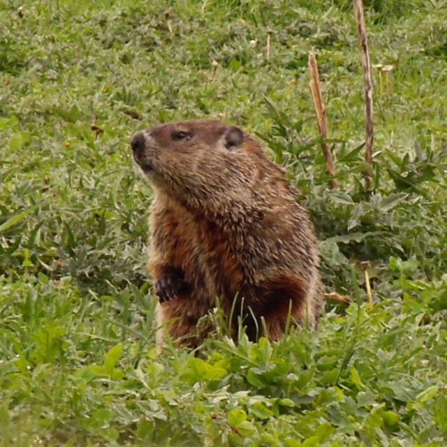 GEDSC DIGITAL CAMERA