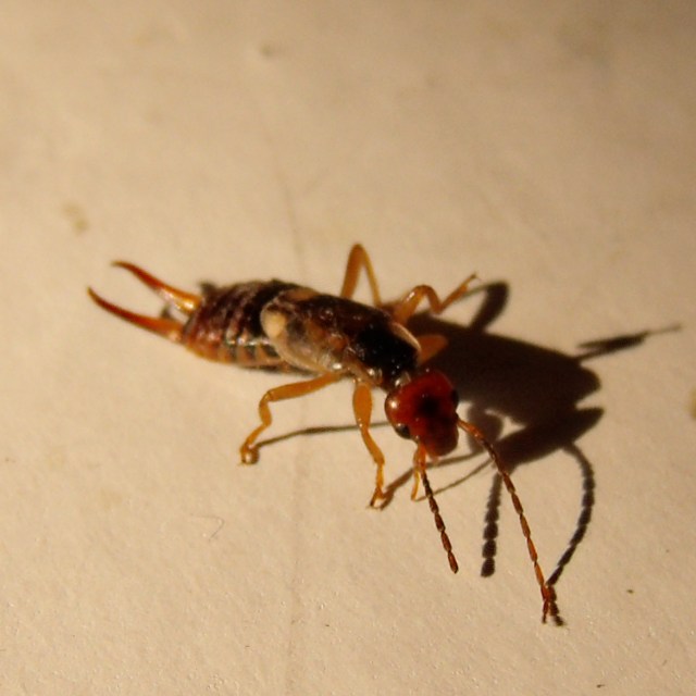 GEDSC DIGITAL CAMERA