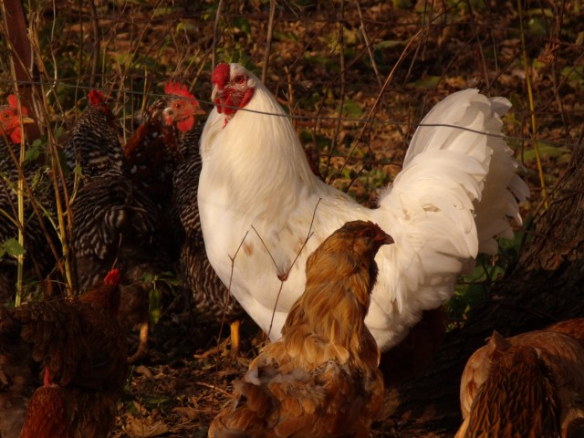 GEDSC DIGITAL CAMERA