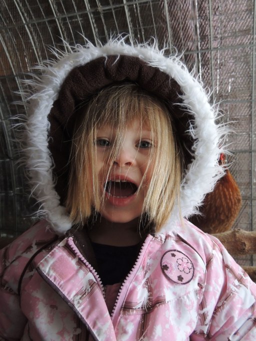 Clara in chicken coop