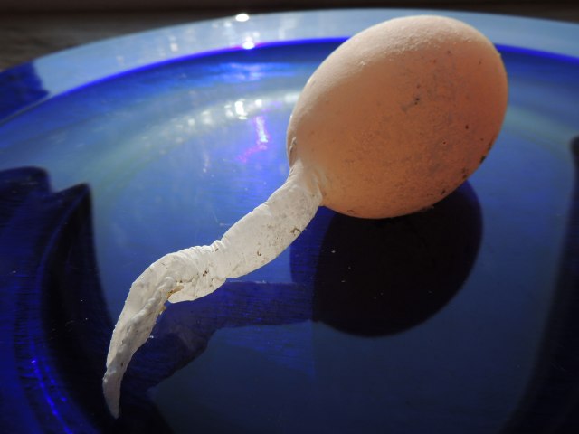 egg with tail 2