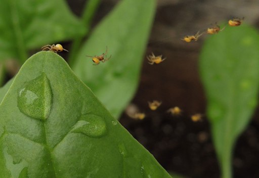 baby spiders on spinach