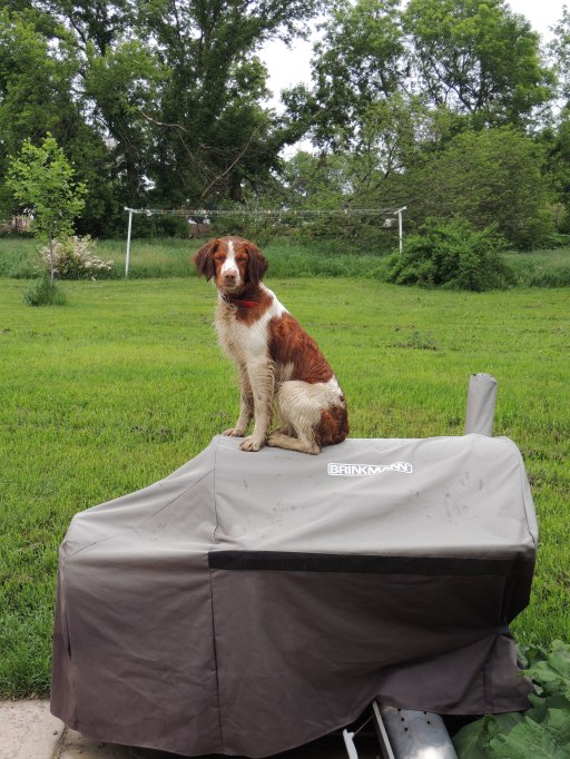 dog on grill in rain