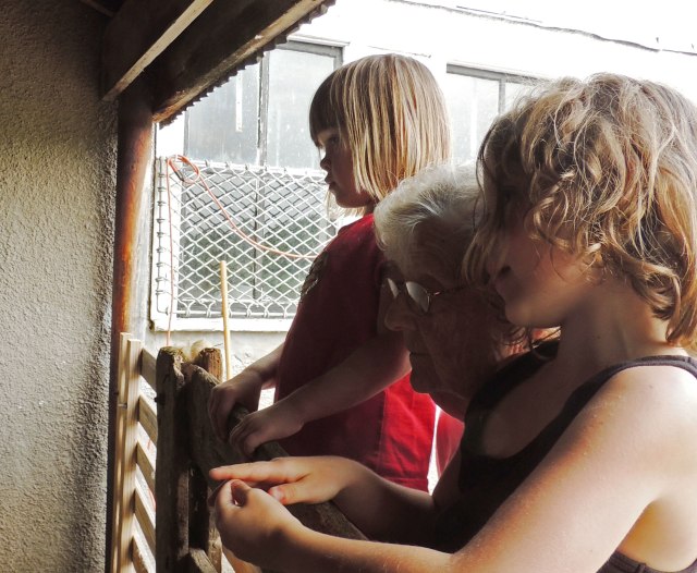 Jane, Ivy, Granny watching shearing