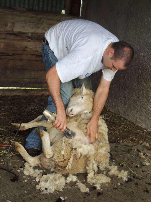 sheep shearing