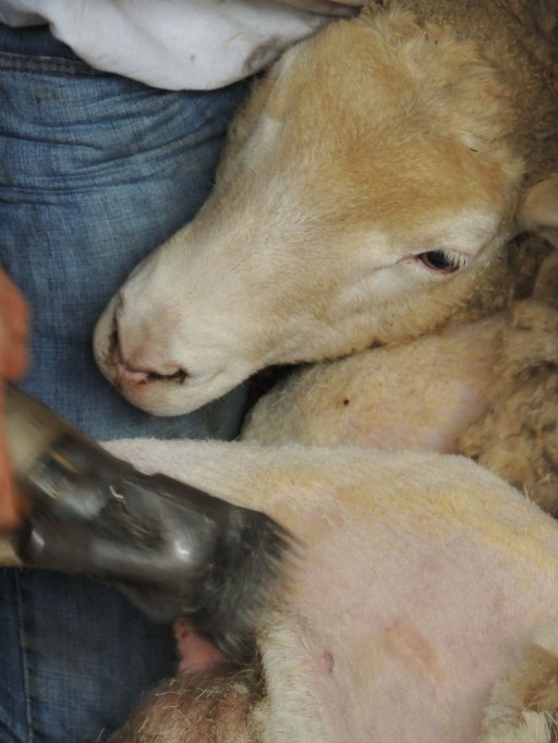 sheep shearing 2