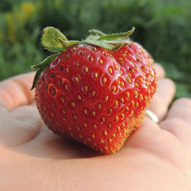 strawberry