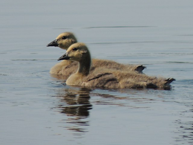 Young Canada Geese