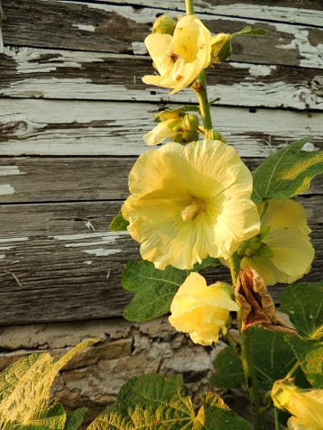 hollyhocks and barn