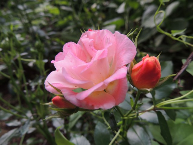 pink rose