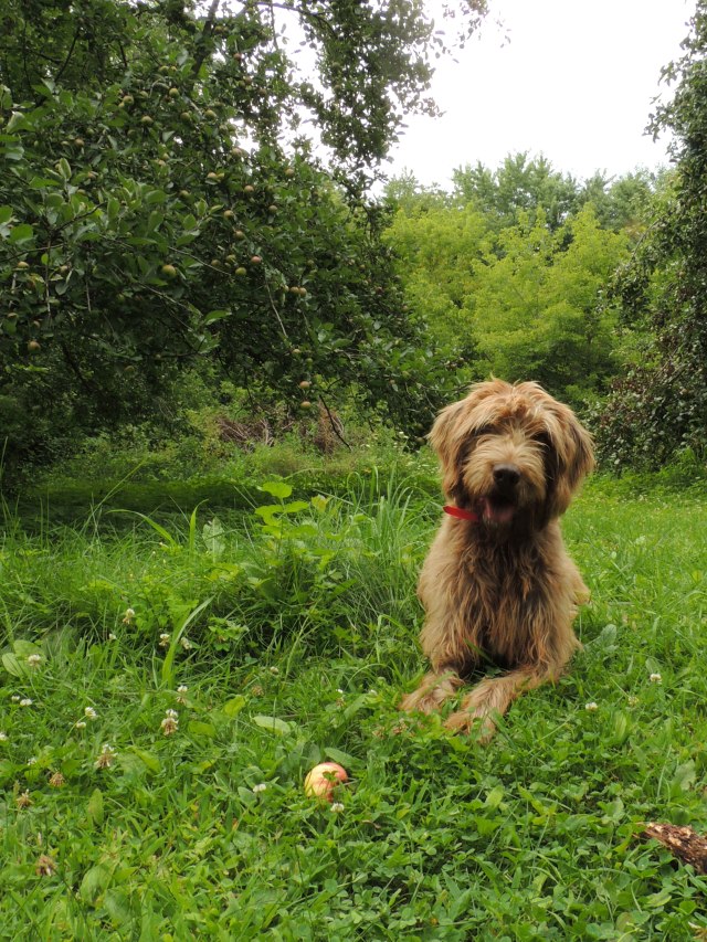 Storm and apple tree