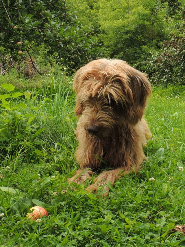Storm stareing at apple