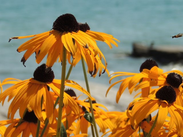 Black Eyed Susans