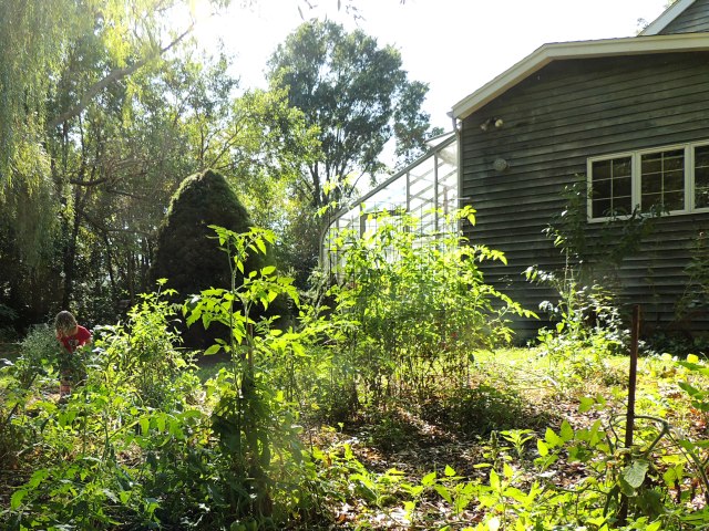 vegetable garden