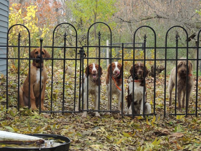five dogs at the gate