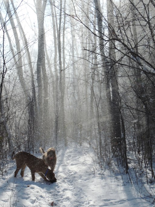 dogs and blowing snow