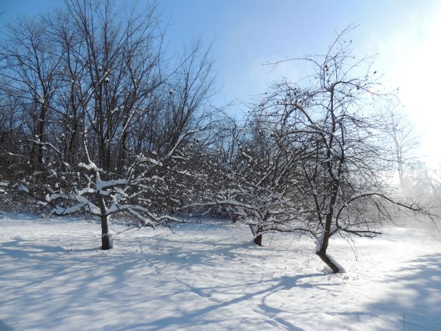 Apple trees under fresh snow