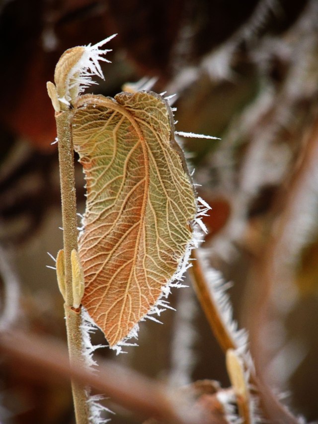 frosty leaf