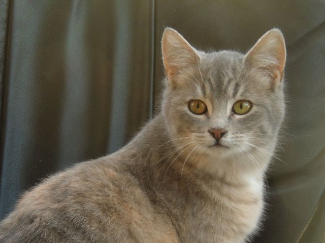 Cassandra AKA Cassie