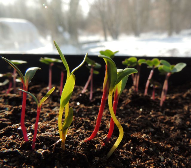 January seedlings