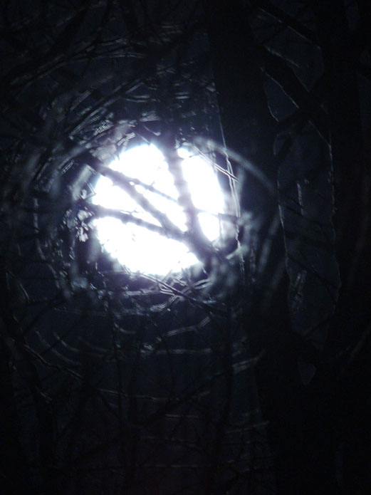full moon through trees
