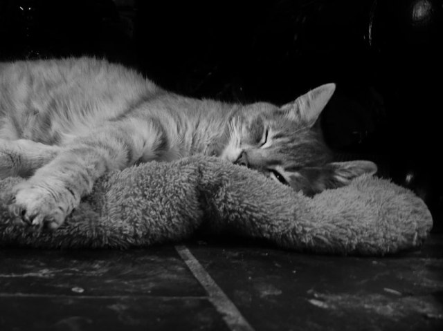 Cassie black and white