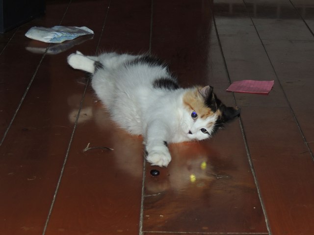 Gypsy with black jelly bean