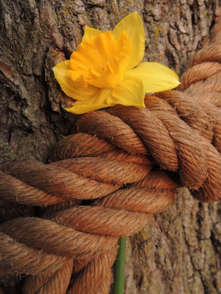 daffodil in rope