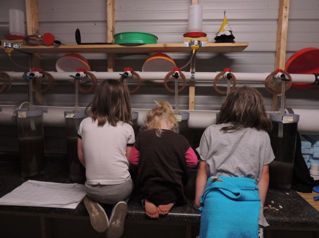 girls watching fish eggs hatch