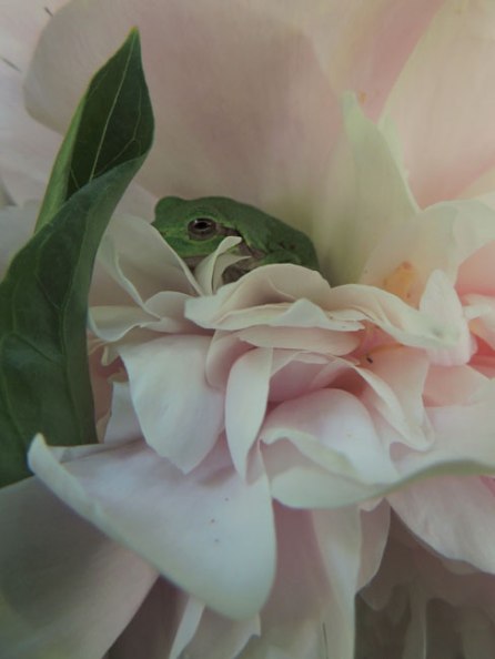 tree frog in peony blossom