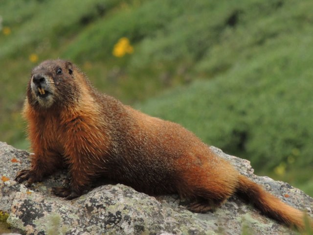 See! Even this marmot thought my story was icky!