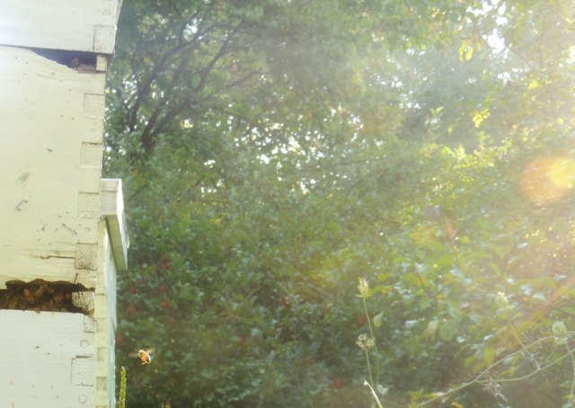 bee hives in the morning