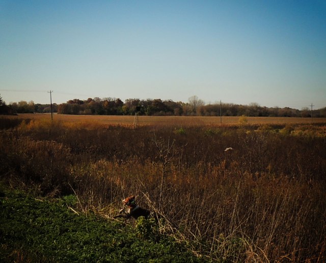The vegetation behind my dog in no way resembles what I walked though. The vegetation behind the dog is like a golf course in comparison. In fact the only thing that is similar between this picture and the experience above is that my dog is still running and the sky is still blue.