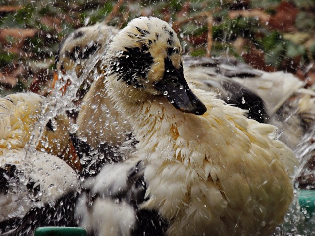 duck taking a bath