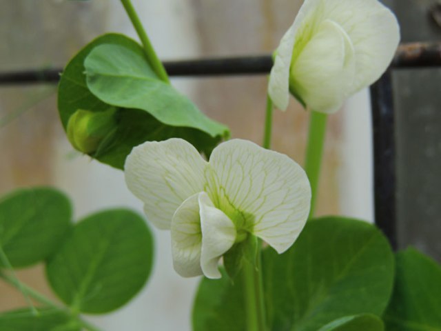 pea blossom
