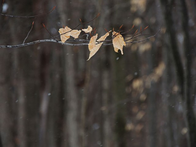 winter leaves