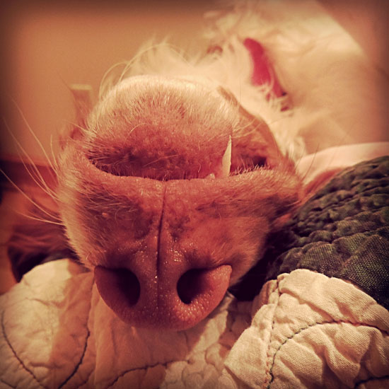 I look sort of like this in the morning but grumpier and less cute.