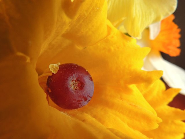 grape in a daffodil