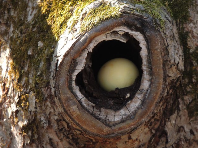 Easter Egg in tree