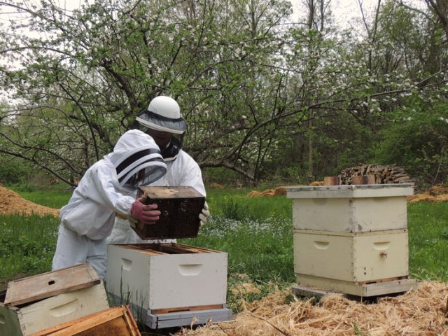 Clara dumping the bees into the hive.